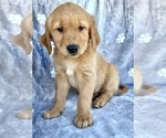 Small #5 Golden Retriever
