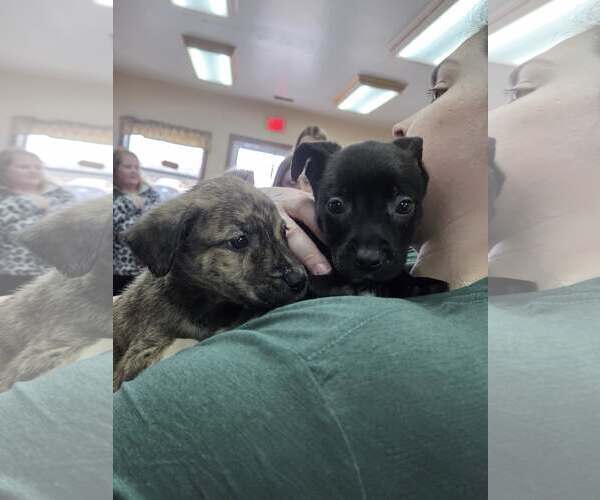 Medium Photo #3 Border Collie-Unknown Mix Puppy For Sale in Martinsburg, WV, USA