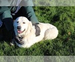 Small Photo #1 English Cream Golden Retriever Puppy For Sale in ELLENSBURG, WA, USA