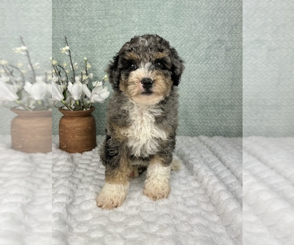 Medium Photo #4 Bernedoodle (Miniature) Puppy For Sale in FRANKLIN, IN, USA