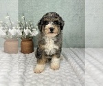 Small #3 Bernedoodle (Miniature)