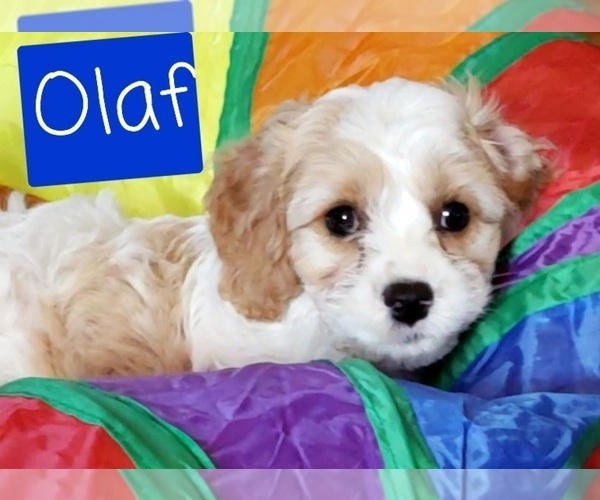 Medium Photo #2 Cavapoo Puppy For Sale in LEBANON, OR, USA