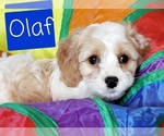 Small Photo #2 Cavapoo Puppy For Sale in LEBANON, OR, USA