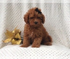 Poodle (Miniature) Puppy for sale in LAKELAND, FL, USA