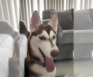 Siberian Husky Puppy for sale in WEST DELRAY BEACH, FL, USA