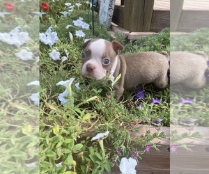 Boston Terrier Puppy for sale in FREDONIA, KS, USA