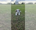Small Great Pyrenees