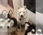 Small #4 Siberian Husky Mix