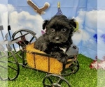 Small #4 YorkiePoo