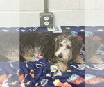 Small #1 Dachshund Mix