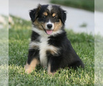 Puppy Qayla Miniature Australian Shepherd