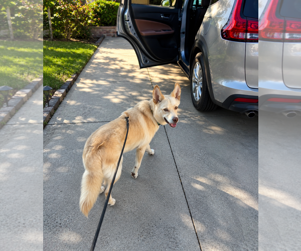 Medium Photo #5 Siberian Husky-Unknown Mix Puppy For Sale in Euless, TX, USA
