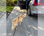 Small #4 Siberian Husky Mix