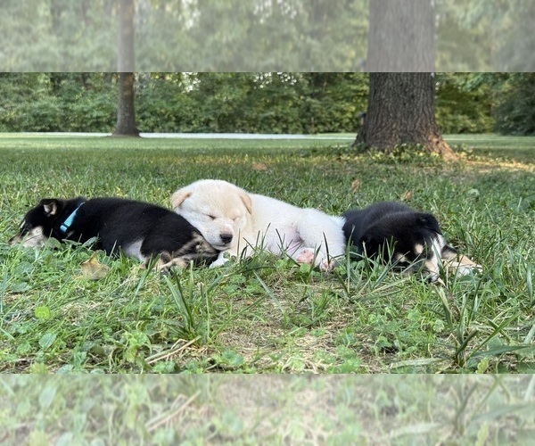 Medium Photo #43 Shiba Inu Puppy For Sale in NEW ATHENS, IL, USA