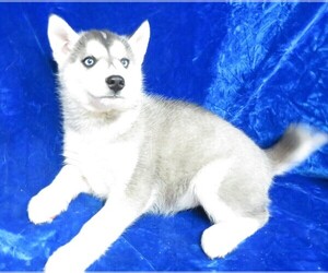 Siberian Husky Puppy for sale in GROVESPRING, MO, USA