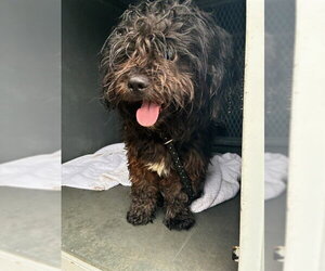 Shih Tzu-Unknown Mix Dogs for adoption in Santa Maria, CA, USA