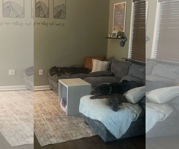 Medium Photo #2 Rottweiler Puppy For Sale in White Hall, AR, USA