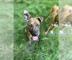 Small #2 Bulldog Mix