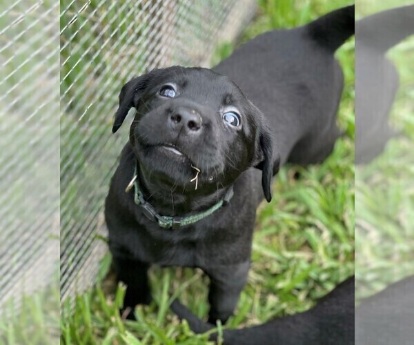 Medium Photo #4 Labrador Retriever Puppy For Sale in MAGNOLIA, TX, USA