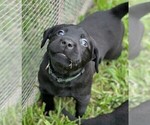 Small Photo #4 Labrador Retriever Puppy For Sale in MAGNOLIA, TX, USA