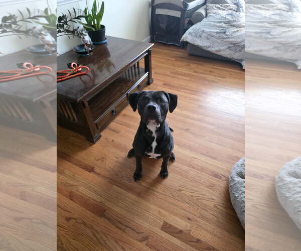 Medium Photo #1 Mutt Puppy For Sale in Thomasville, NC, USA