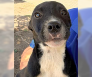 Kahlo - Female Mutt Dog for Adoption - Photo #3