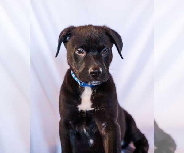 Medium Photo #1 Mutt Puppy For Sale in St. Louis Park, MN, USA