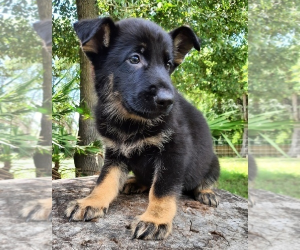 Medium Photo #3 German Shepherd Dog Puppy For Sale in BUSHNELL, FL, USA
