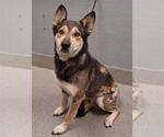 Small German Shepherd Dog Mix