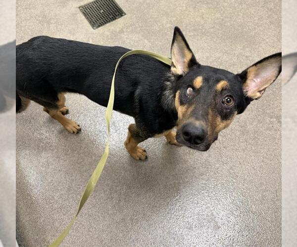 Medium Photo #1 German Shepherd Dog-Unknown Mix Puppy For Sale in HESPERIA, CA, USA