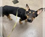 BOO BEAR - Female German Shepherd Dog-Unknown Mix Dog for Adoption - Small photo