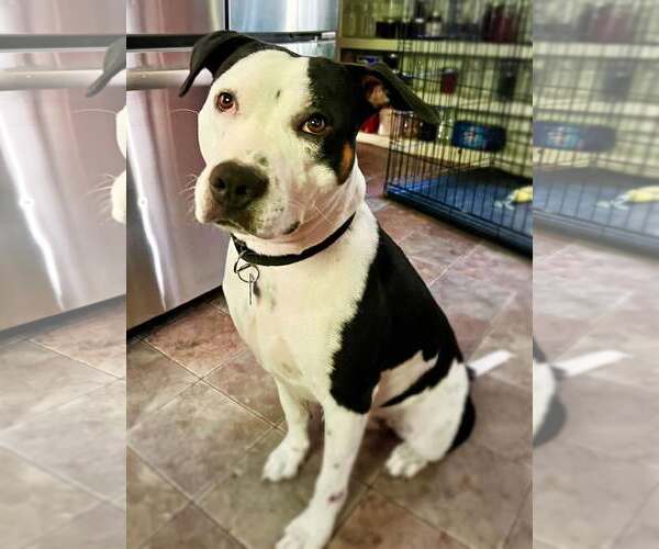 Medium Photo #4 American Staffordshire Terrier Puppy For Sale in Spring Lake, NC, USA