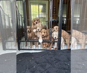 Goldendoodle (Miniature) Puppy for sale in NEWPORT, MN, USA