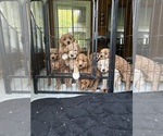 Image preview for Ad Listing. Nickname: Litter of 8