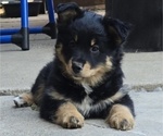 Small Photo #2 Australian Shepherd-Miniature Australian Shepherd Mix Puppy For Sale in MODESTO, CA, USA