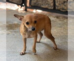 Small Photo #4 Chihuahua Puppy For Sale in Yardley, PA, USA