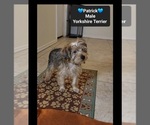 Patrick - Male Yorkshire Terrier Puppy for Sale - Photo #2