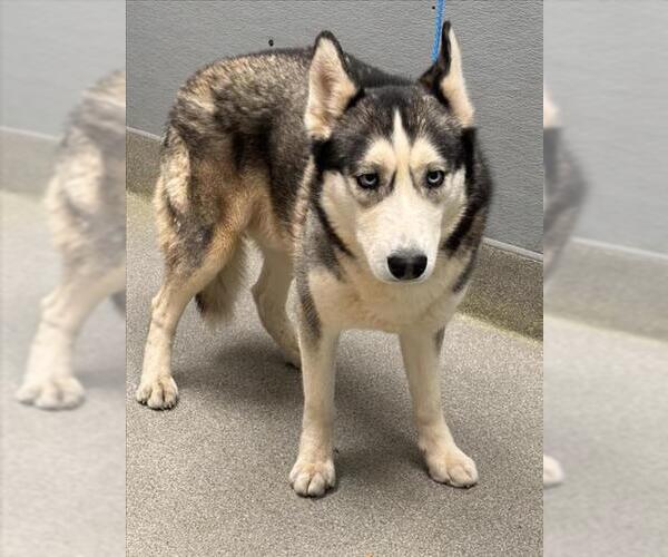 Medium Photo #1 Siberian Husky-Unknown Mix Puppy For Sale in Las Vegas, NV, USA