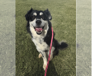 Border Collie-Unknown Mix Dogs for adoption in Newport Beach, CA, USA
