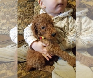 Poodle (Standard) Puppy for sale in NAMPA, ID, USA