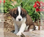 Small Photo #4 Saint Bernard Puppy For Sale in NEW HOLLAND, PA, USA
