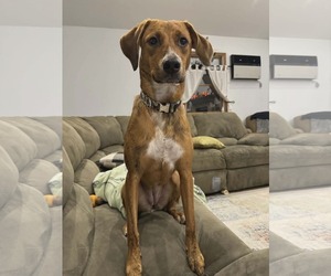 Redbone Coonhound-Unknown Mix Dogs for adoption in Westwood, NJ, USA