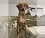 Small Redbone Coonhound Mix