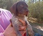 Small Photo #2 German Shorthaired Pointer Puppy For Sale in ALFORD, FL, USA