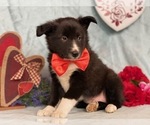 Small Photo #1 Border Sheepdog Puppy For Sale in LANCASTER, PA, USA