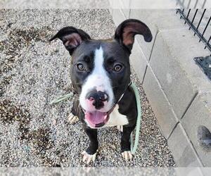 French Bulloxer Dogs for adoption in Chandler, AZ, USA