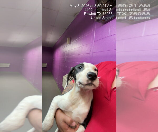 Medium Photo #1 Argentinian Mastiff-Border Collie Mix Puppy For Sale in Rowlett, TX, USA