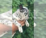 Small Photo #4 French Bulldog Puppy For Sale in KLEIN, TX, USA