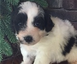 Small #4 Great Pyrenees-Poodle (Toy) Mix