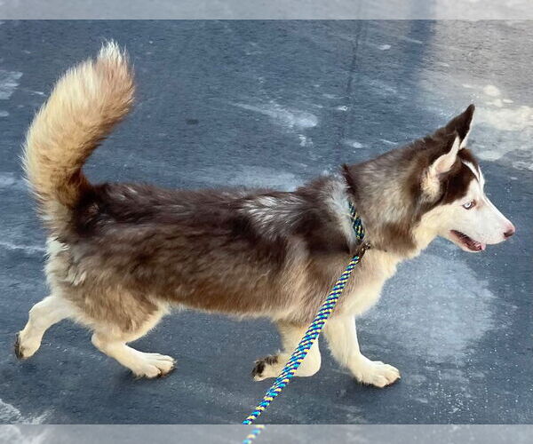 Medium Photo #2 Siberian Husky Puppy For Sale in Tarboro, NC, USA